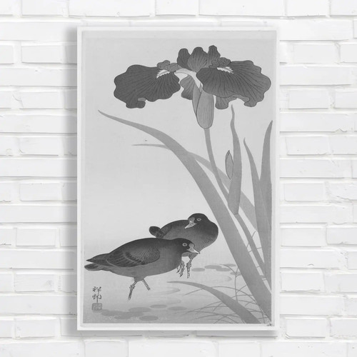 Classic japanese iris black - classic,