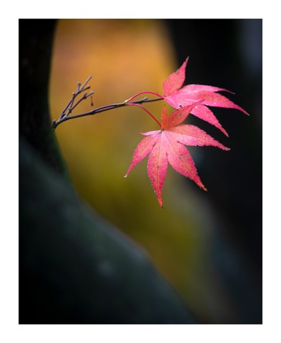 135mm portrait lens - 135mm, for