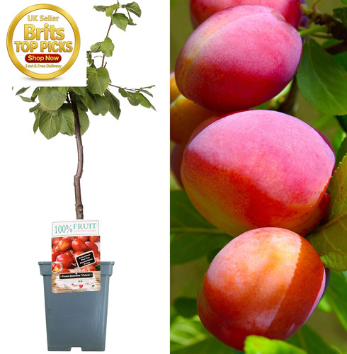 Patio fruit tree - fruit,