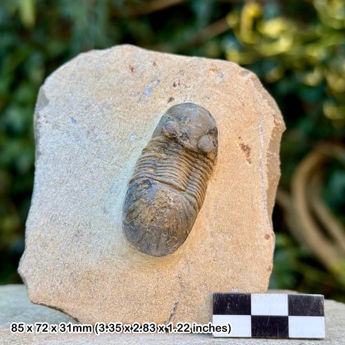 Paralejurus fossil trilobite - ,