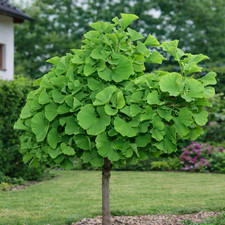 Ginkgo biloba cv MARIKEN