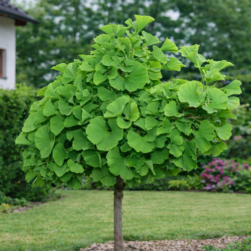 Ginkgo biloba mariken - biloba,