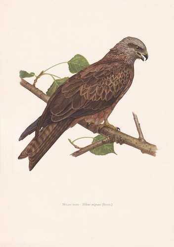 1960 black kite bird - black, print