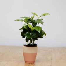 Coffea Arabica 'Arabian Coffee' - Premium Live Indoor Houseplant In 13cm Pot