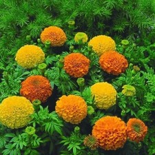 Marigold African - Inca Mixed