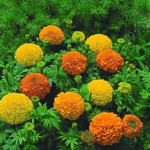 Marigold african inca mixed - african,