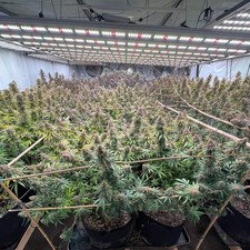 Spider 6500W Commeria LED Grow