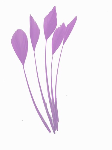Long fascinators feathers - long,