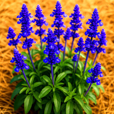 200+ BLUE SAGE SEEDS MOSQUITO