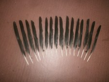 16 CARRION CROW LONG WING