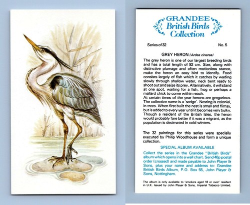 Grey heron british - grey, birds