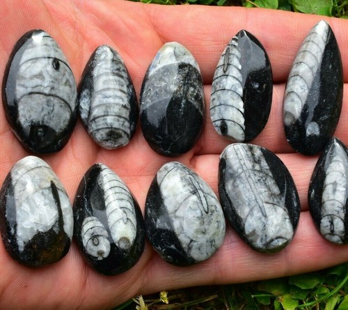 Orthoceras fossil pear - fossil, pear-drop