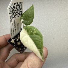 Alocasia Maharani Variegata -