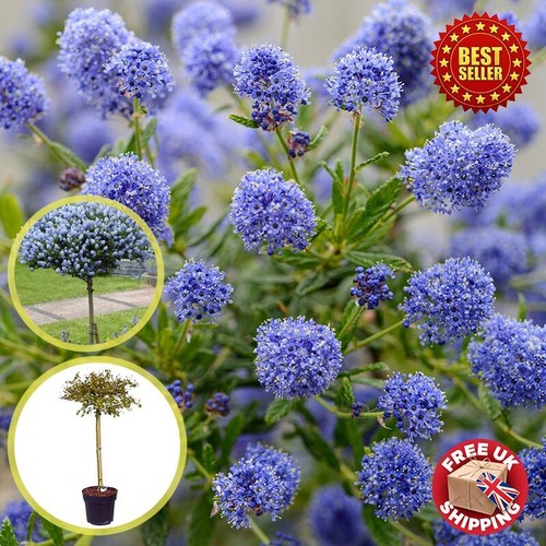 Hardy california lilac - hardy,
