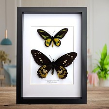 Ornithoptera rothschildi