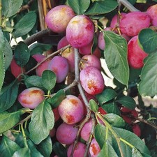 Bare Root Fruit Trees - Plum