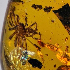 SPIDER in Burmese / Burmite