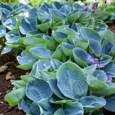 Hosta Big Daddy Plant in 2L Pot - Hardy Plantain Lily Herbaceous Perennial Shrub