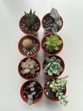 House Plant Starter Collection