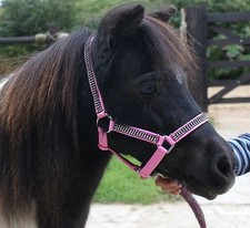 FALABELLA/MINIATURE HORSE