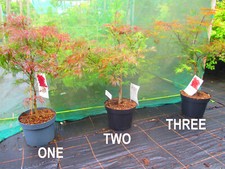 3ft  (inc. pot) 10litre dissected leaf  JAPANESE MAPLE Acer palmatum Garnet