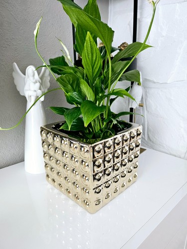 Large gold cube flower - large, pot