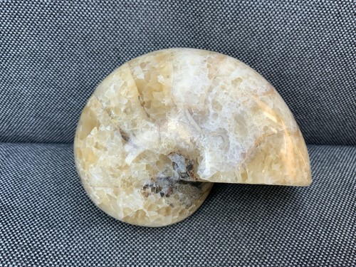 Polished nautilus rare - polished,