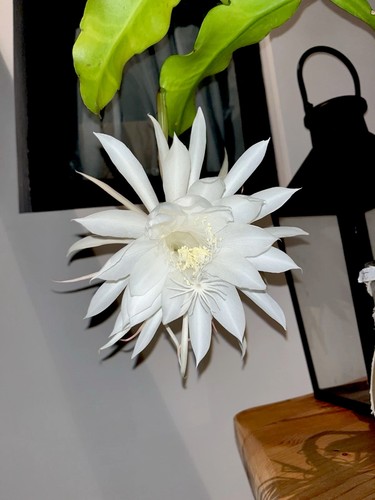 Epiphyllum oxypetalum kadupul - epiphyllum,