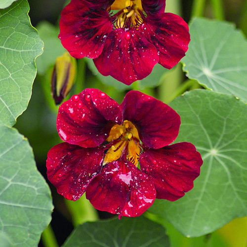 Tropaeolum black velvet - tropaeolum, 'black