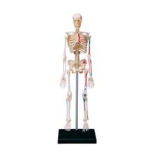 Mini Human Skeleton Model with