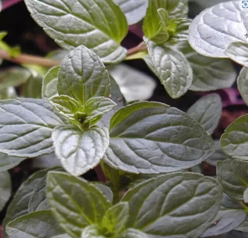 Herb plants garden - ,