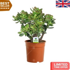 Live Crassula Ovata Indoor