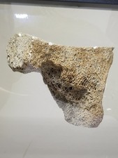 Large Triceratops Vertebra