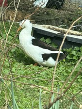 ancona duck eggs, Dozen