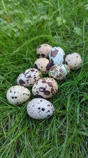 Quail Eggs