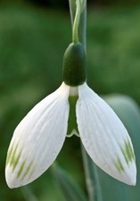 Galanthus glenchantress - galanthus,