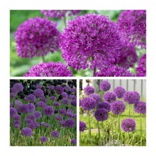 Allium Purple Sensation x 10