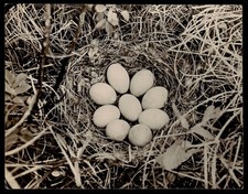 Mallard eggs nest - eggs, 5.5"