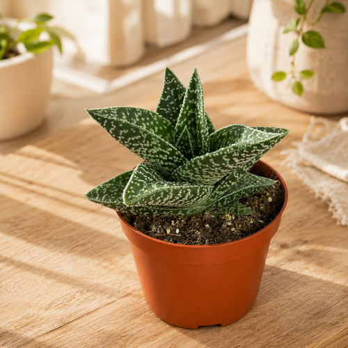 Gasteraloe aveo succulent - gasteraloe,