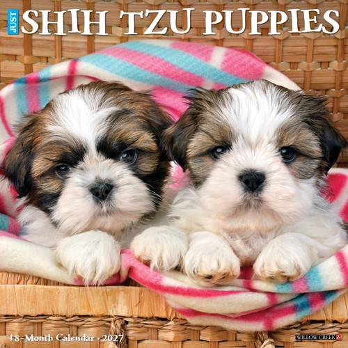 Shih tzu puppies 2027 - puppies, x