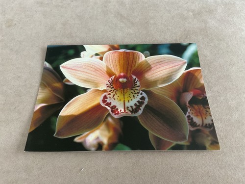 Photograph an orchid - photograph, of