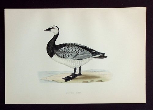 Barnacle goose original - goose,,