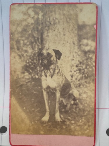 Rare antique cdv - cdv, photo