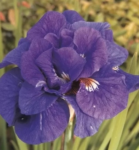 Iris sibirica kabluey - iris, ‘kabluey’