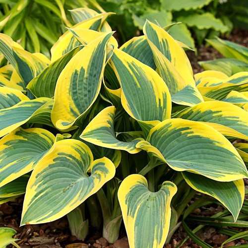 Hosta first frost - 'first, |