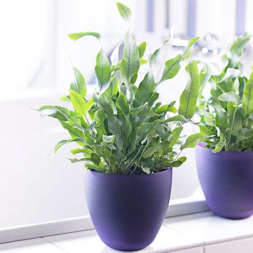 Phlebodium blue star - phlebodium,
