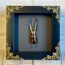 Golden stag beetle - golden,