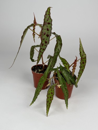 Begonia amphioxus high - begonia,