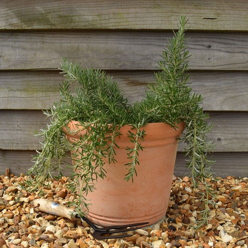 Rosemary blue rain - rosemary, trailing