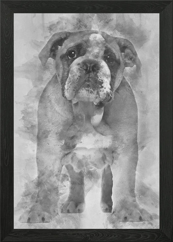 English bulldog puppy - puppy, 2